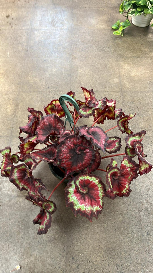 Bégonia Harmony's Heart Breaker