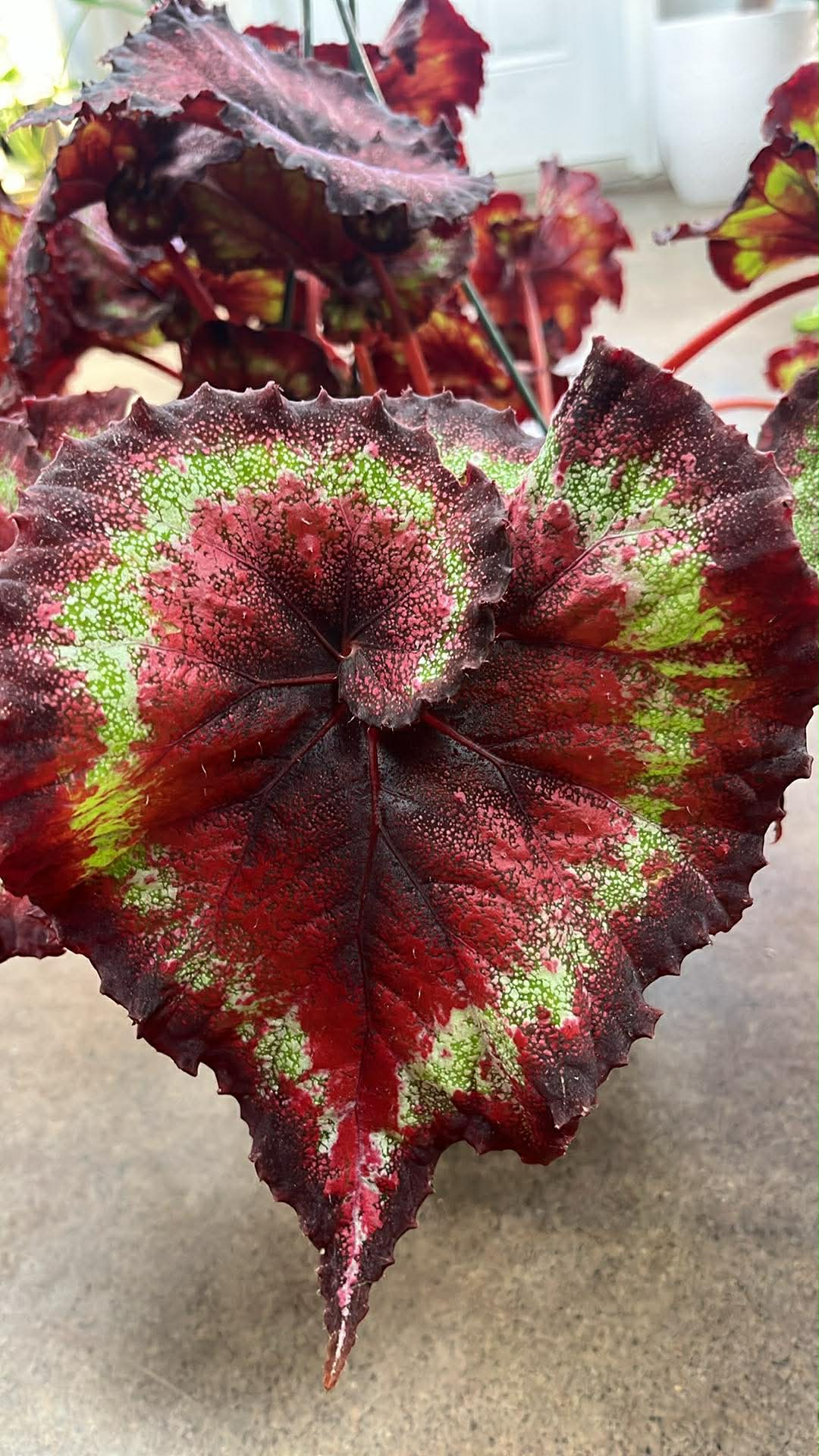 Bégonia Harmony's Heart Breaker