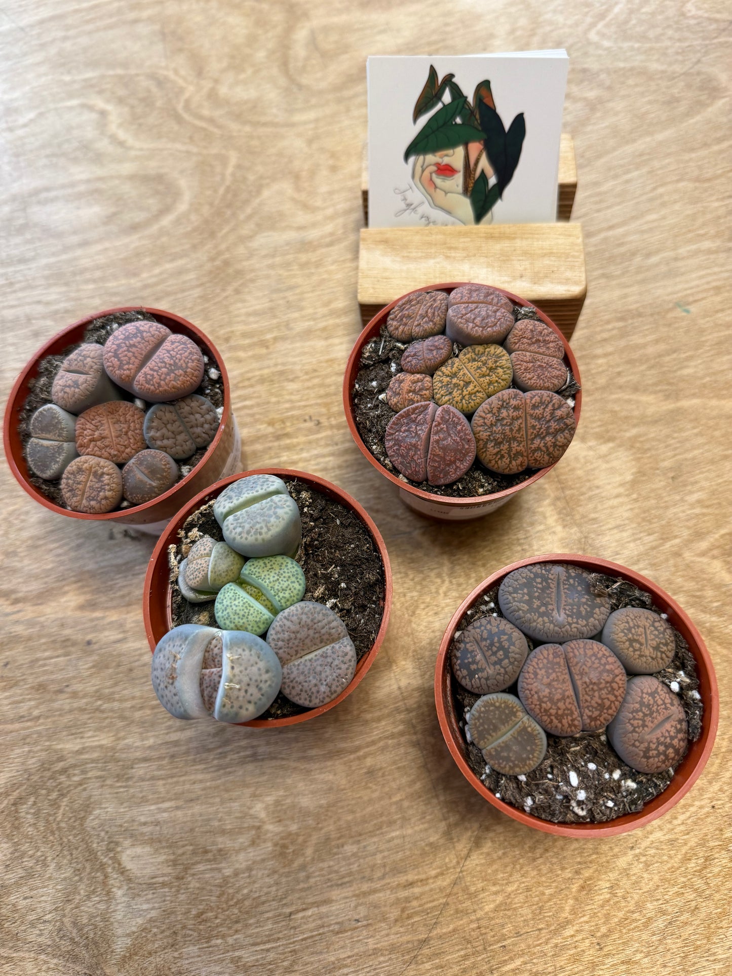 Lithops Multi