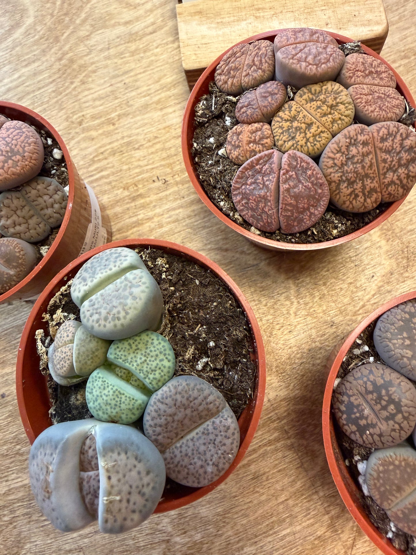 Lithops Multi