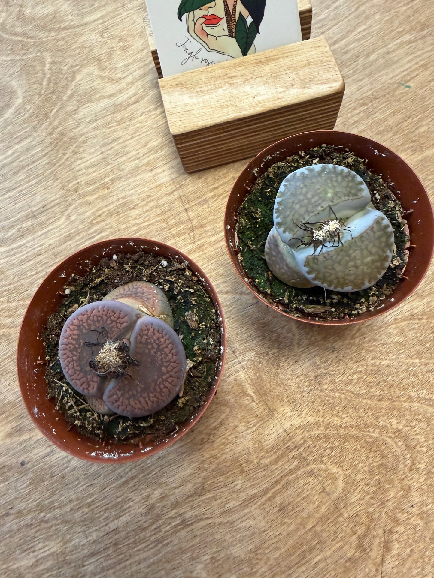 Lithops