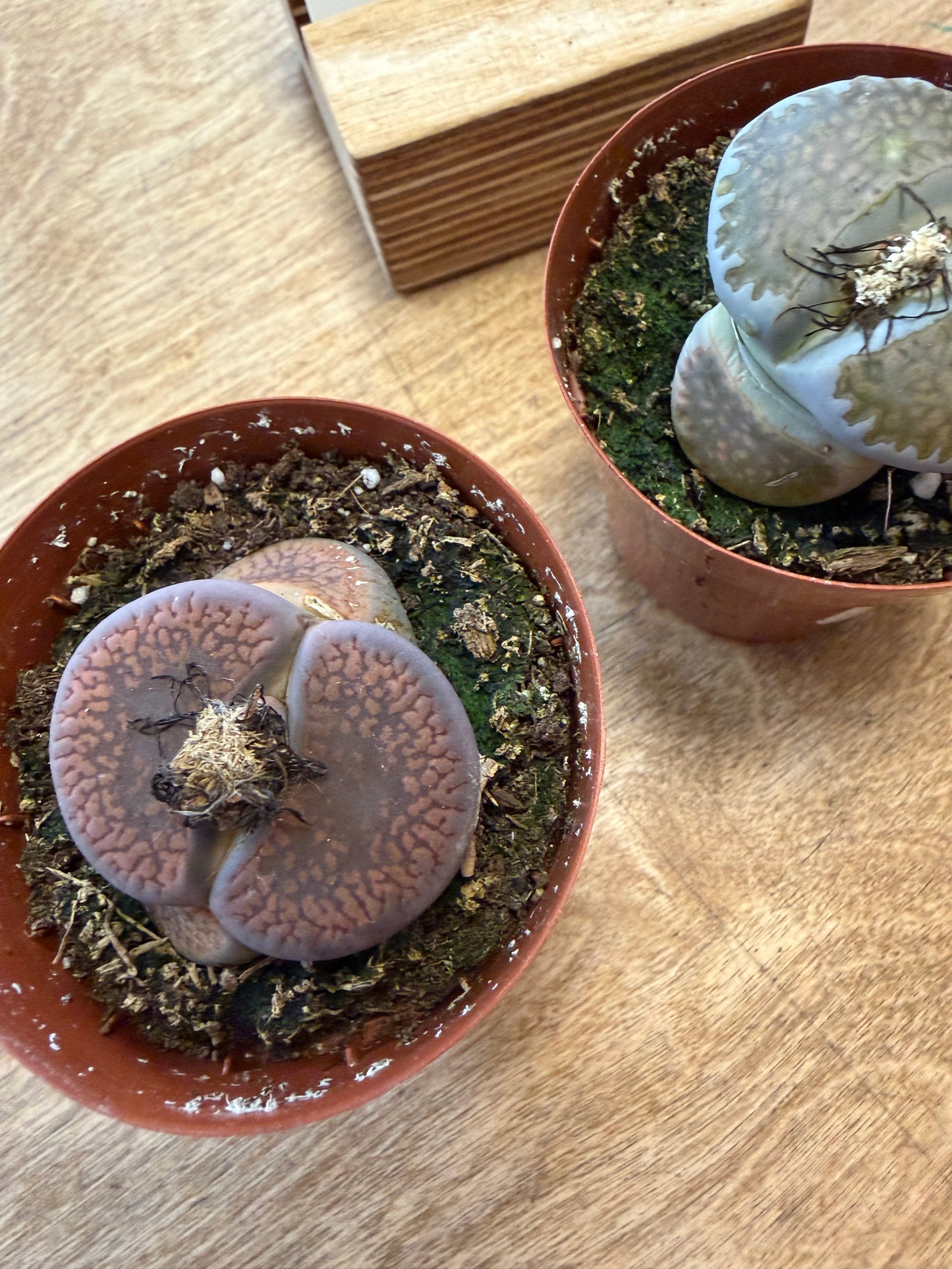Lithops