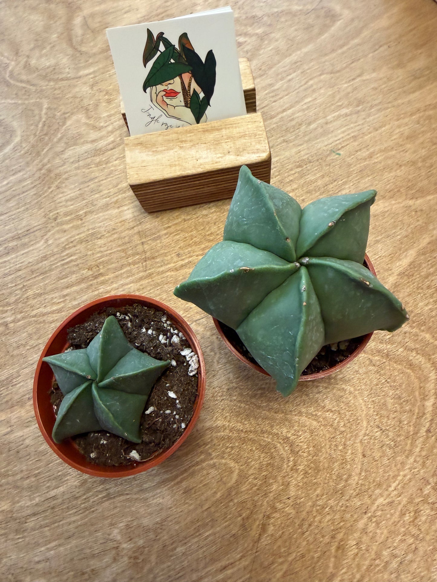 Astrophytum Myriostigma