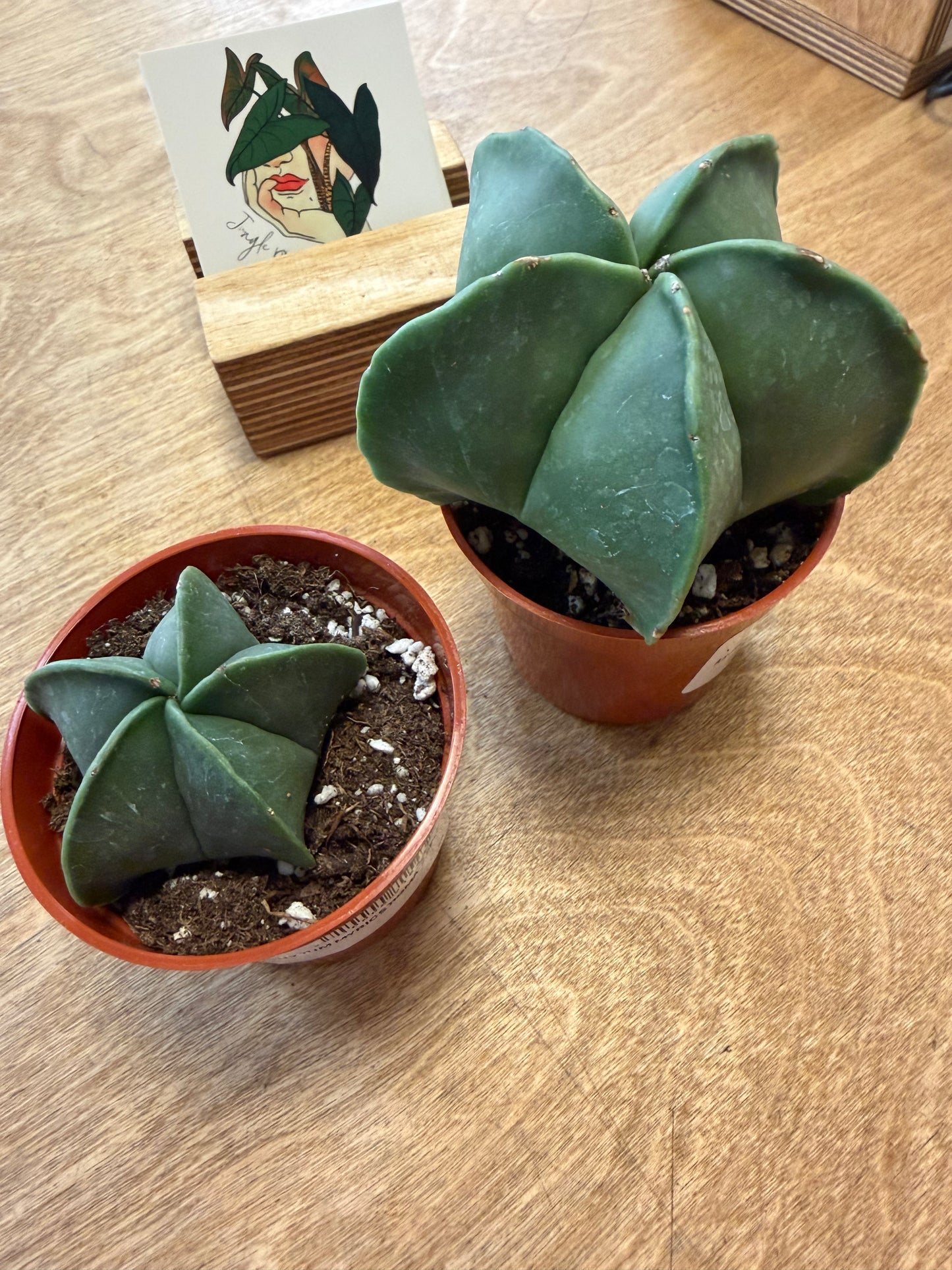 Astrophytum Myriostigma