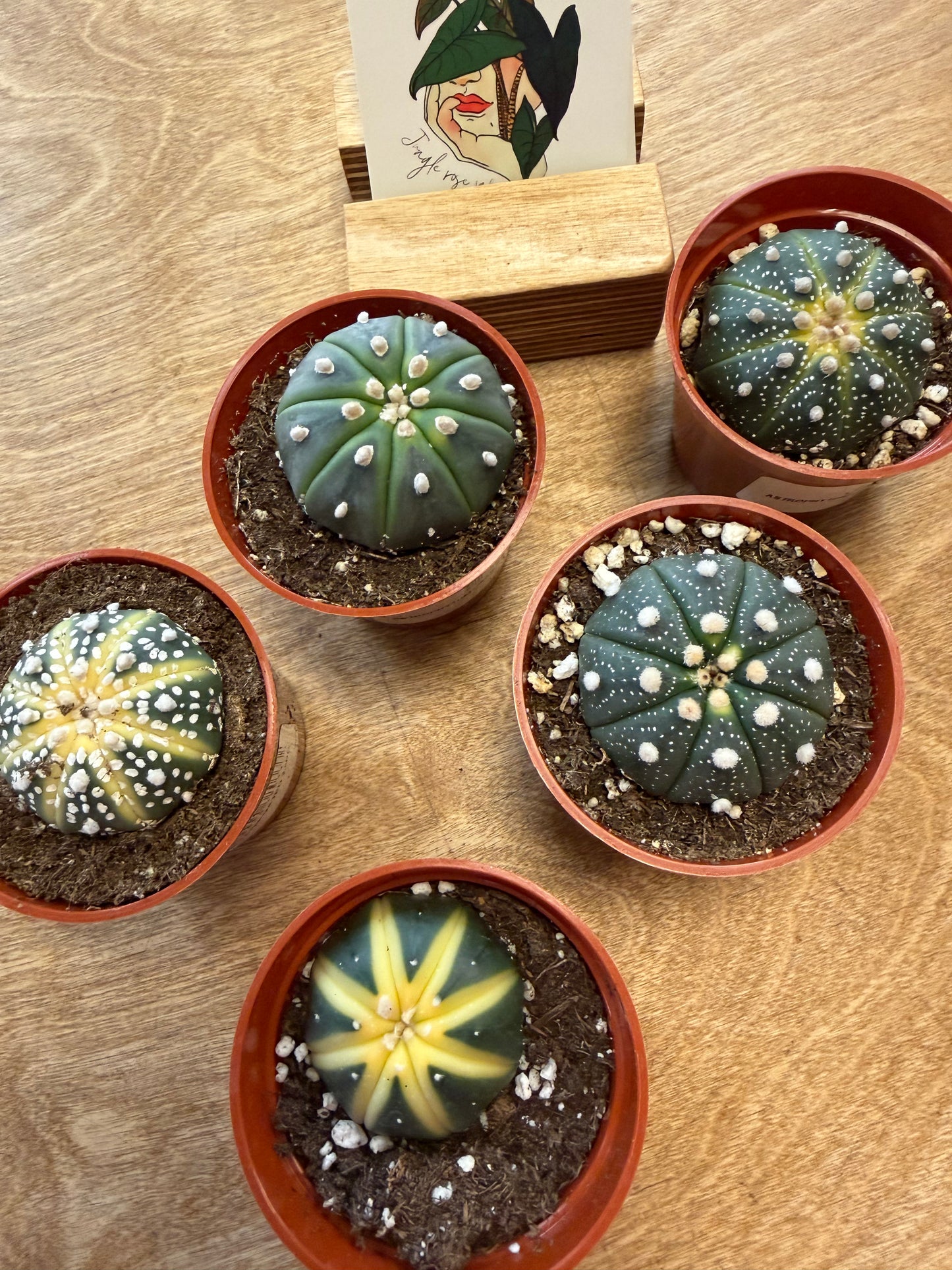 Astrophytum Variegated