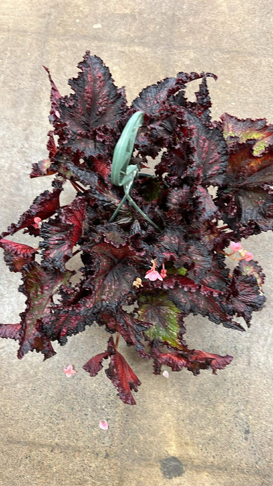 Bégonia Harmony's Voodoo