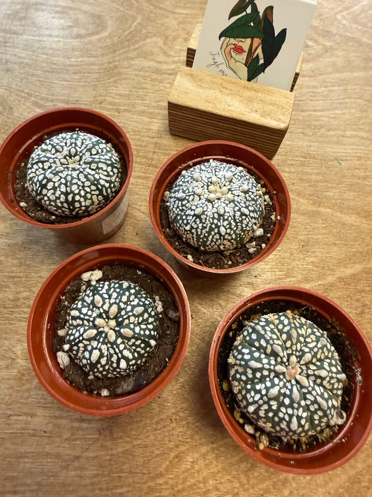 Astrophytum Ornatum