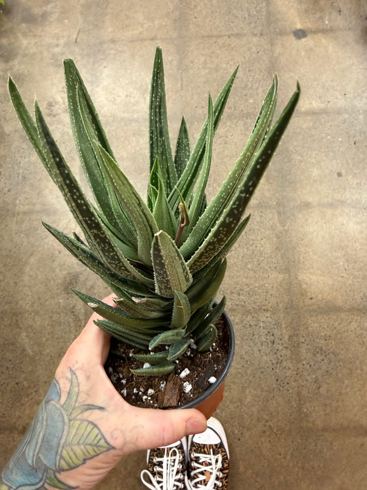 Gasteraloe Spirit of 88