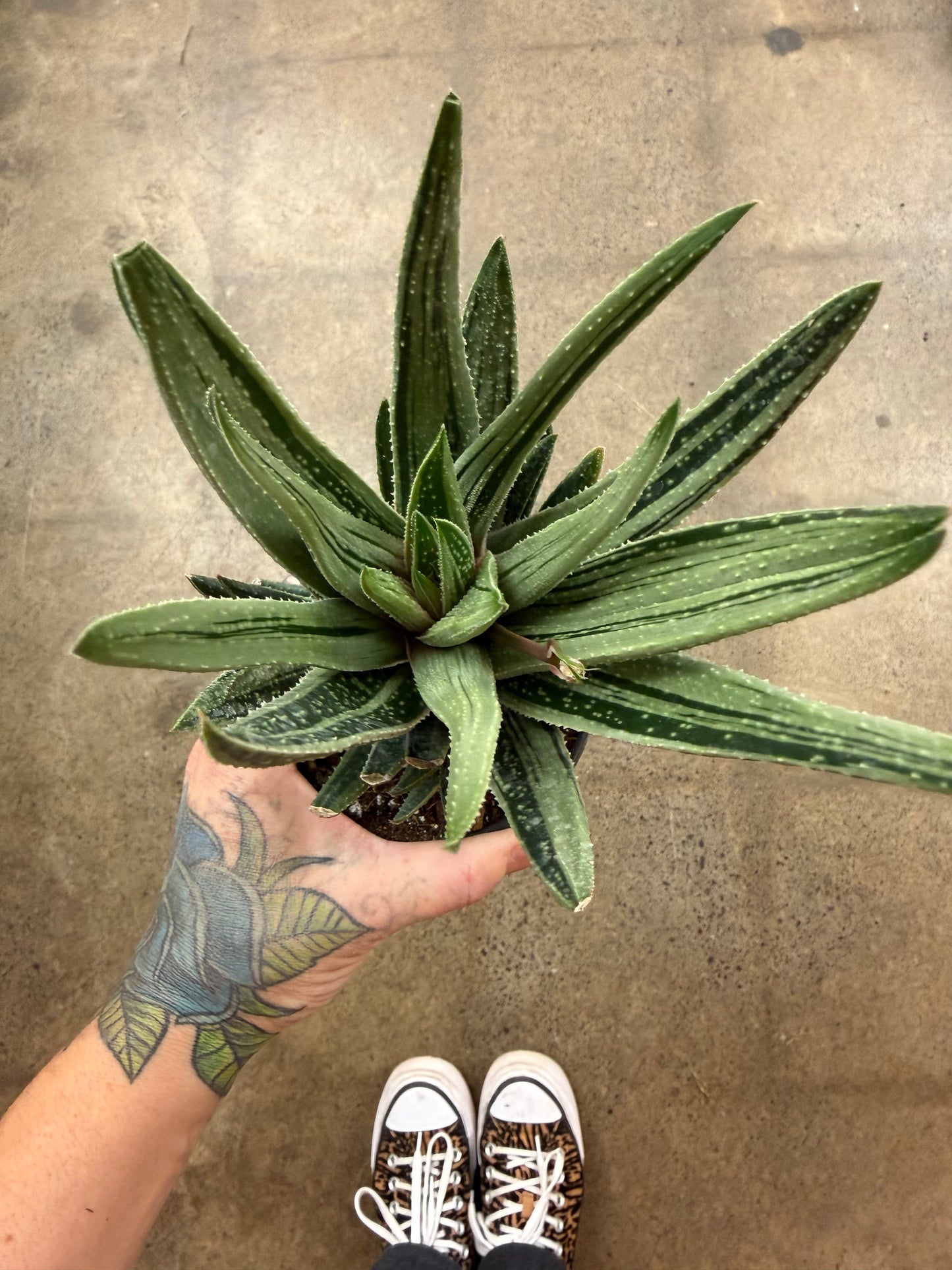 Gasteraloe Spirit of 88
