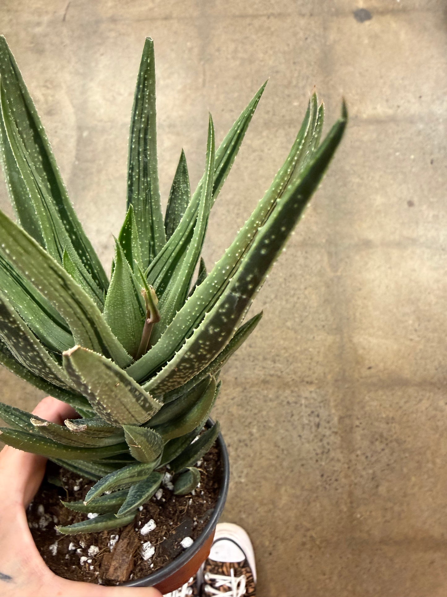 Gasteraloe Spirit of 88