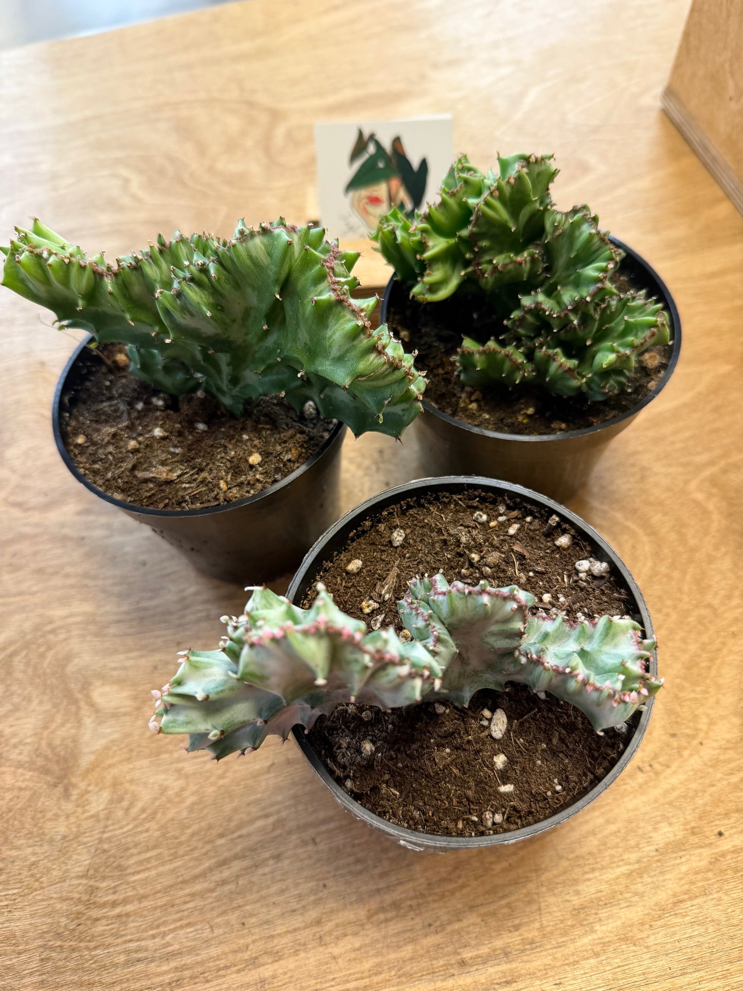 Euphorbia Lactea Cristata
