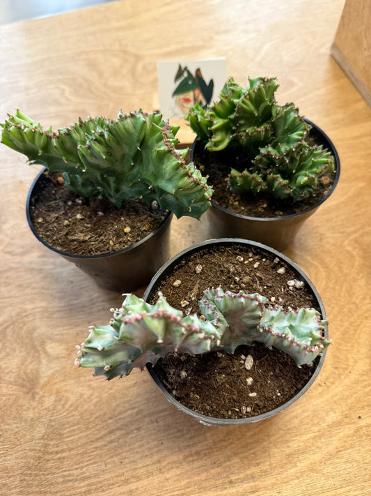 Euphorbia Lactea Cristata