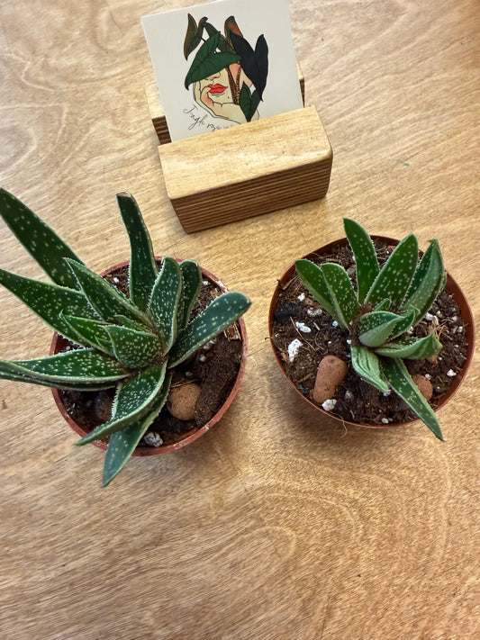 Gasteraloe Spirit of 88