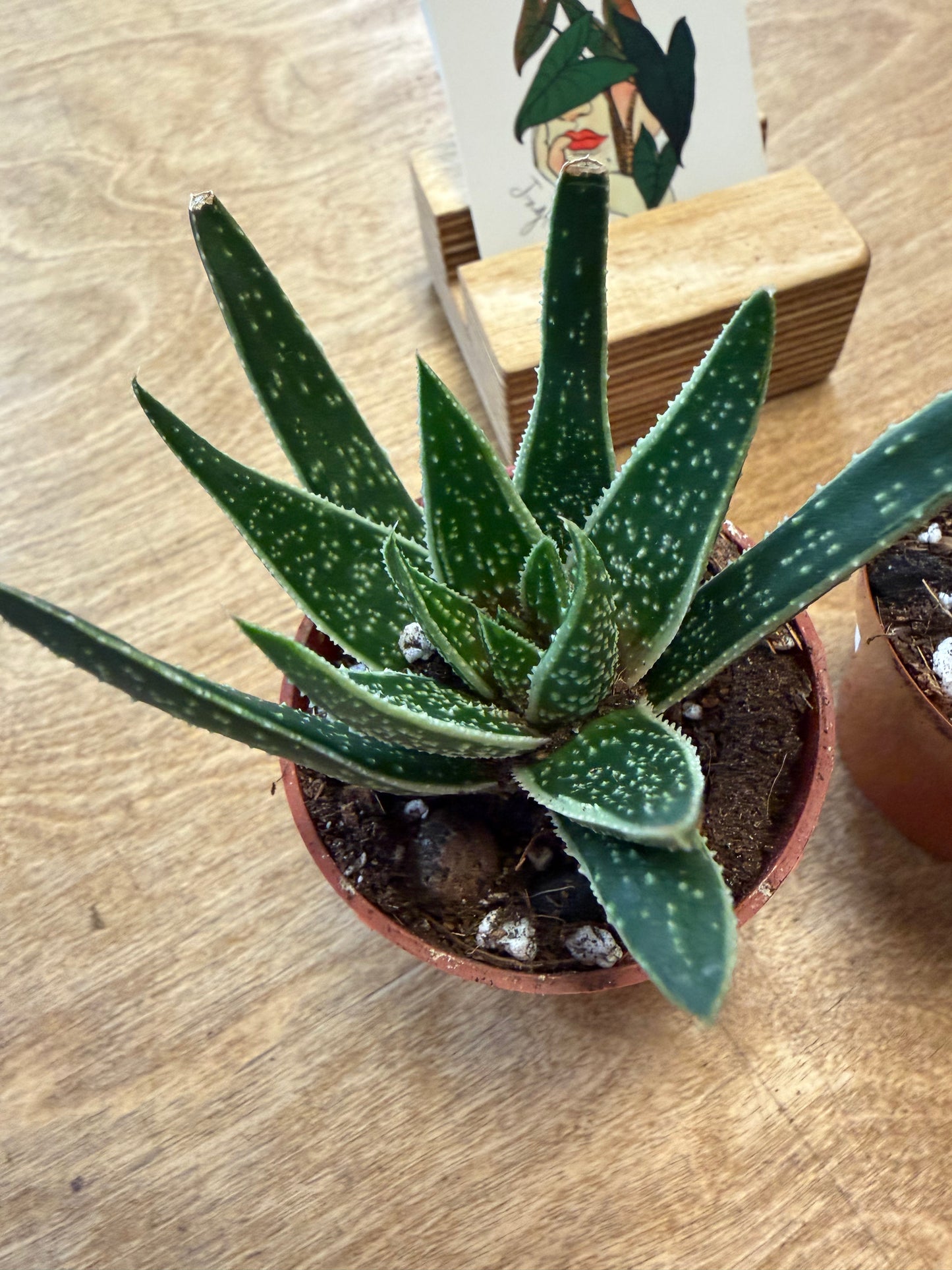 Gasteraloe Spirit of 88