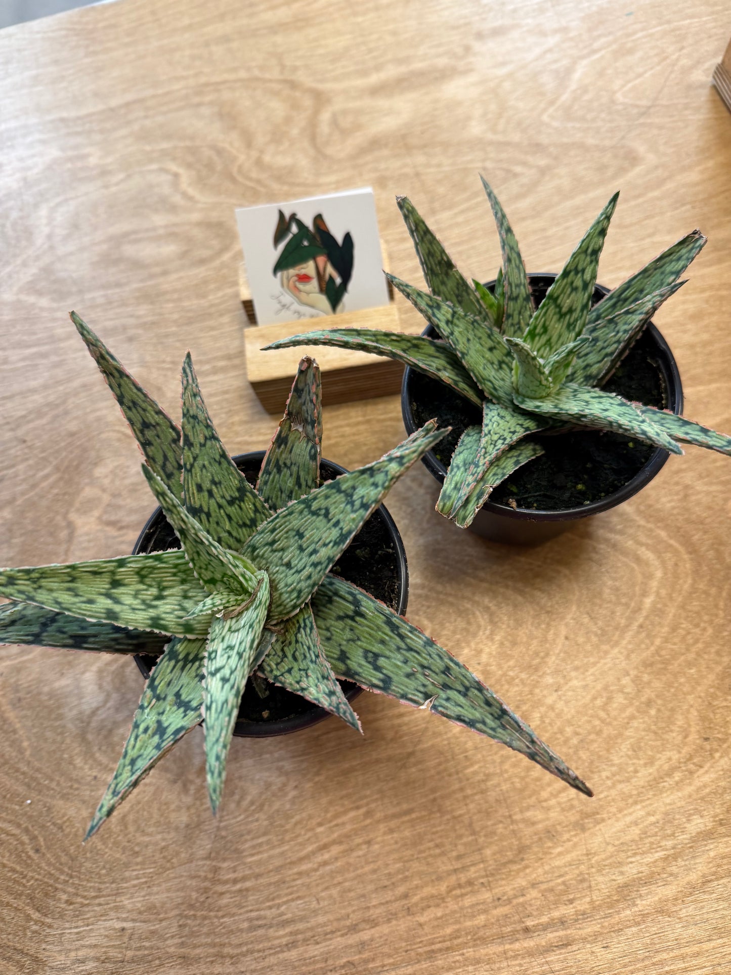 Aloe Pink Blush