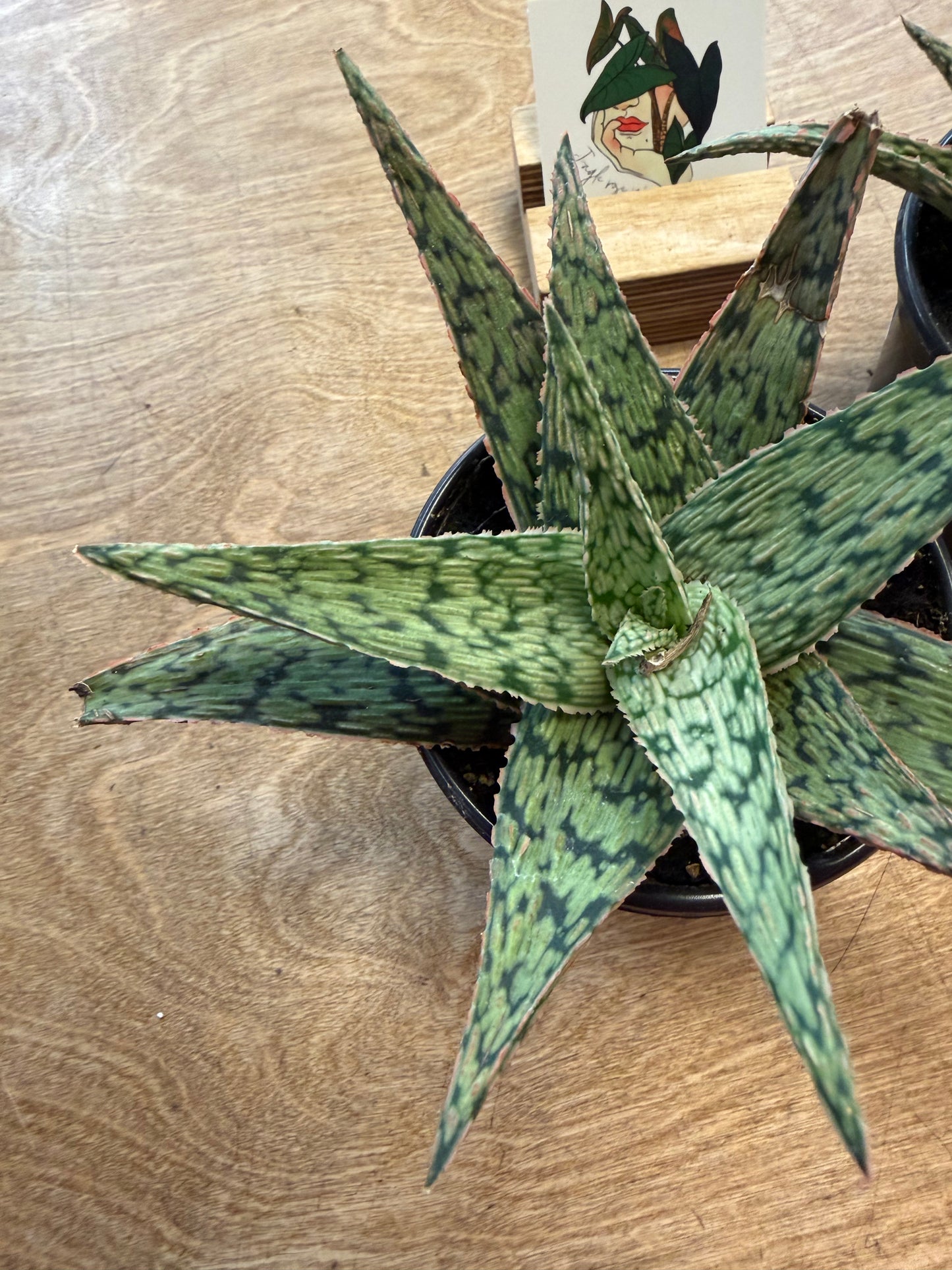 Aloe Pink Blush
