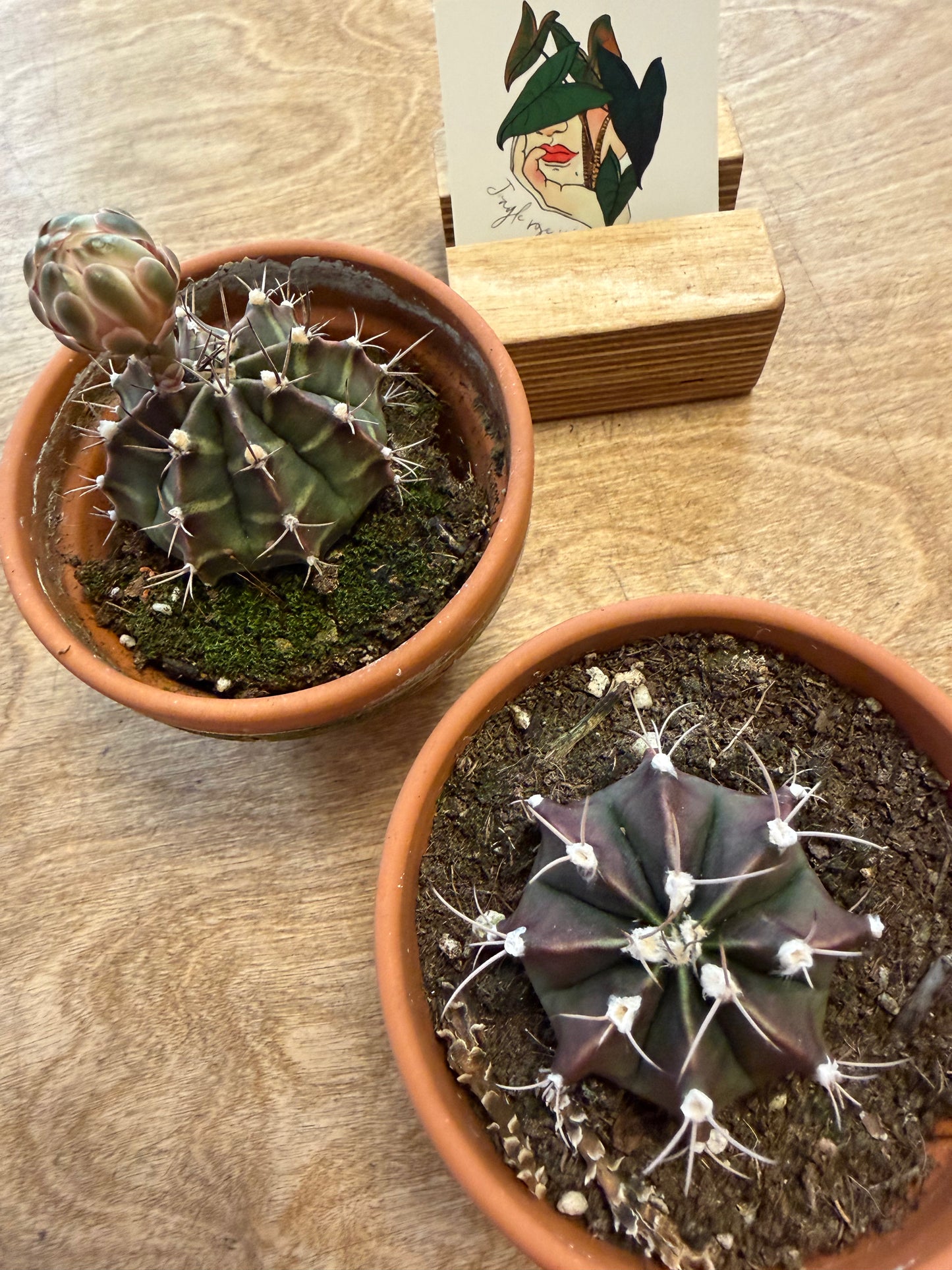 Gymnocalycium Mihanovichii