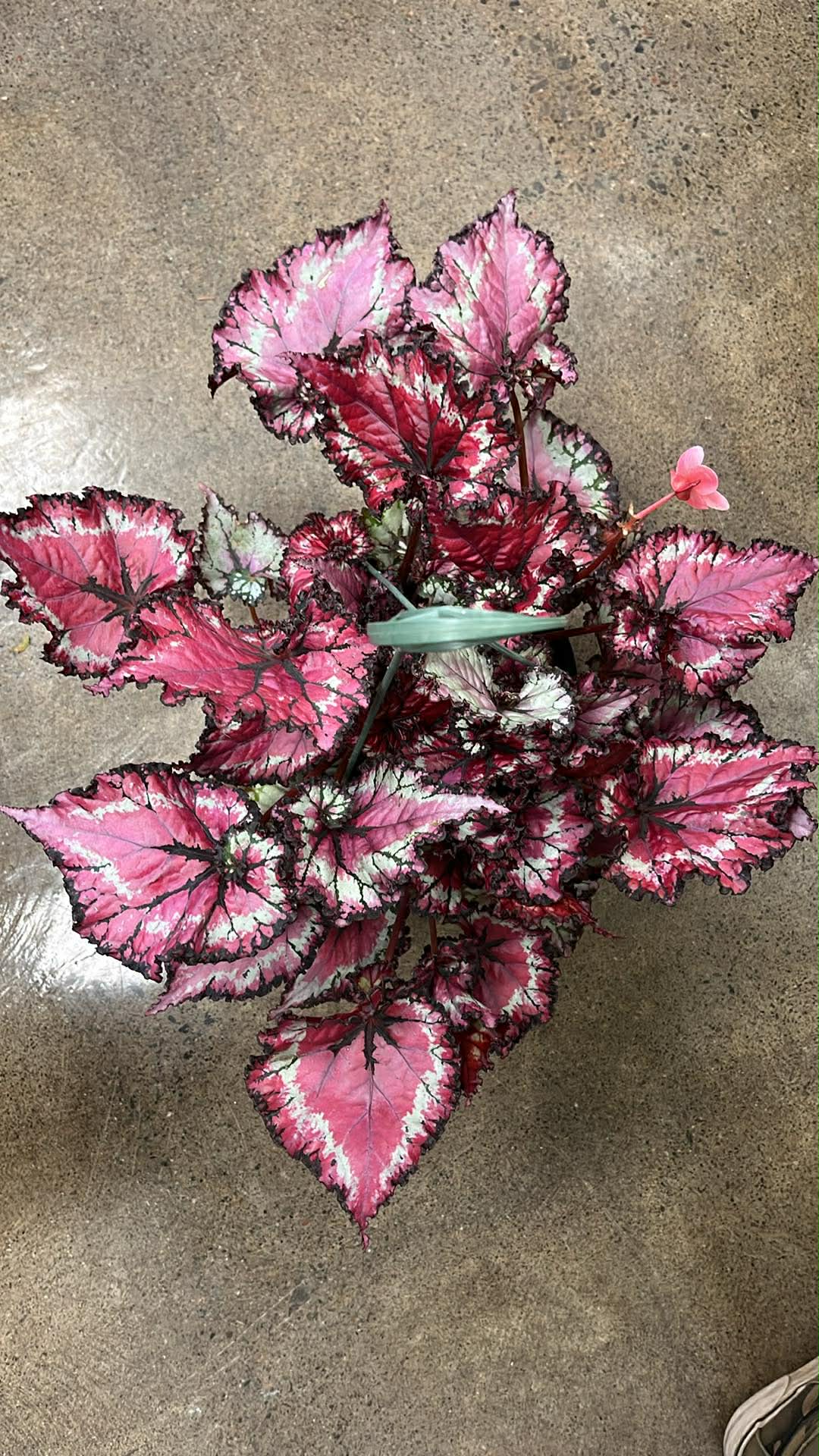 Bégonia Harmony's Raspberry Beret