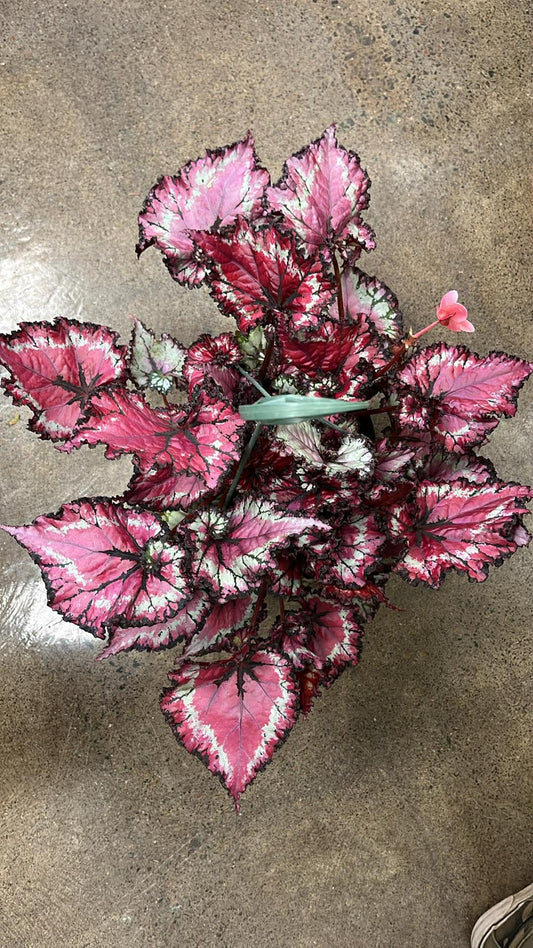 Bégonia Harmony's Raspberry Beret