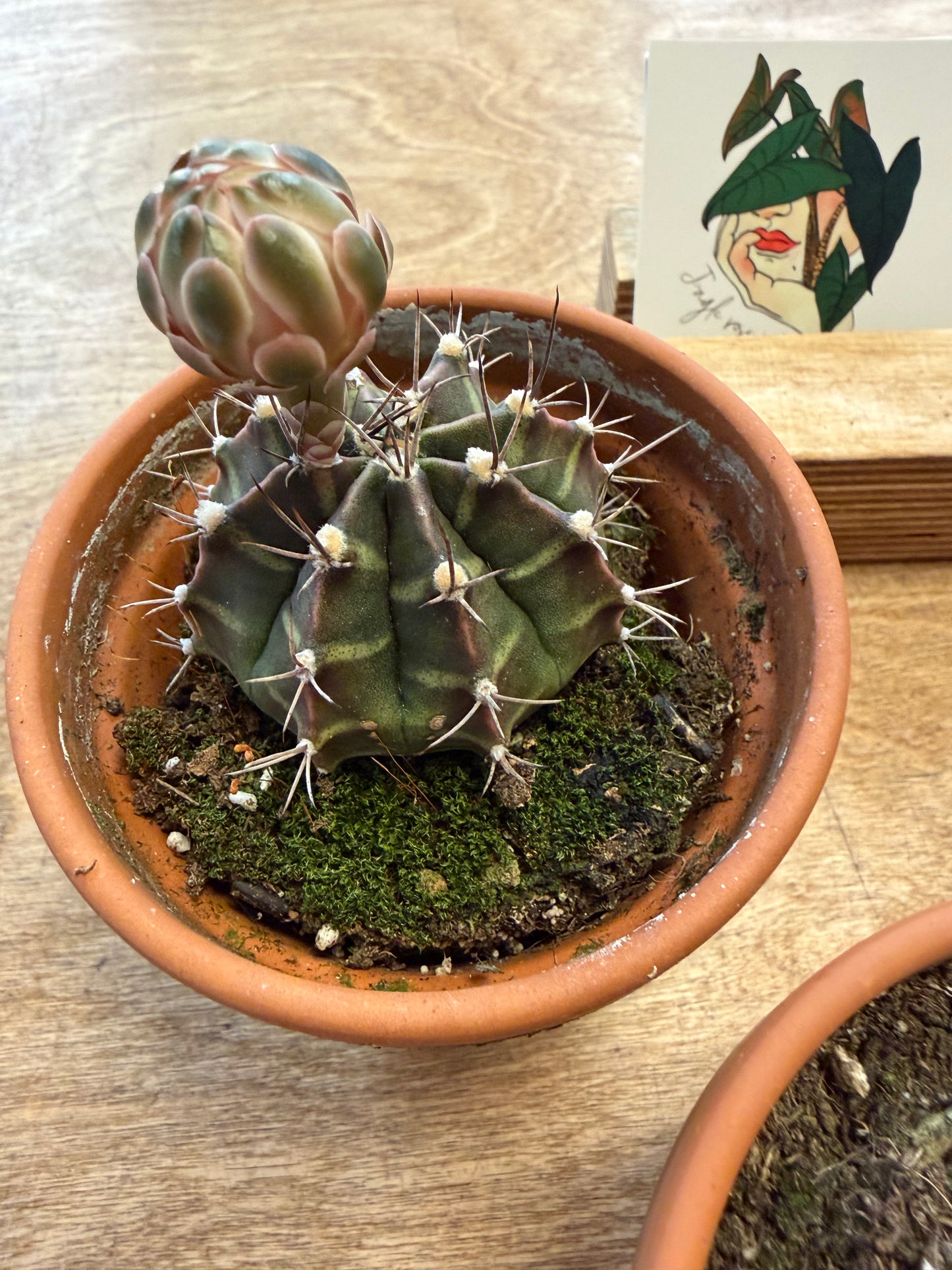 Gymnocalycium Mihanovichii