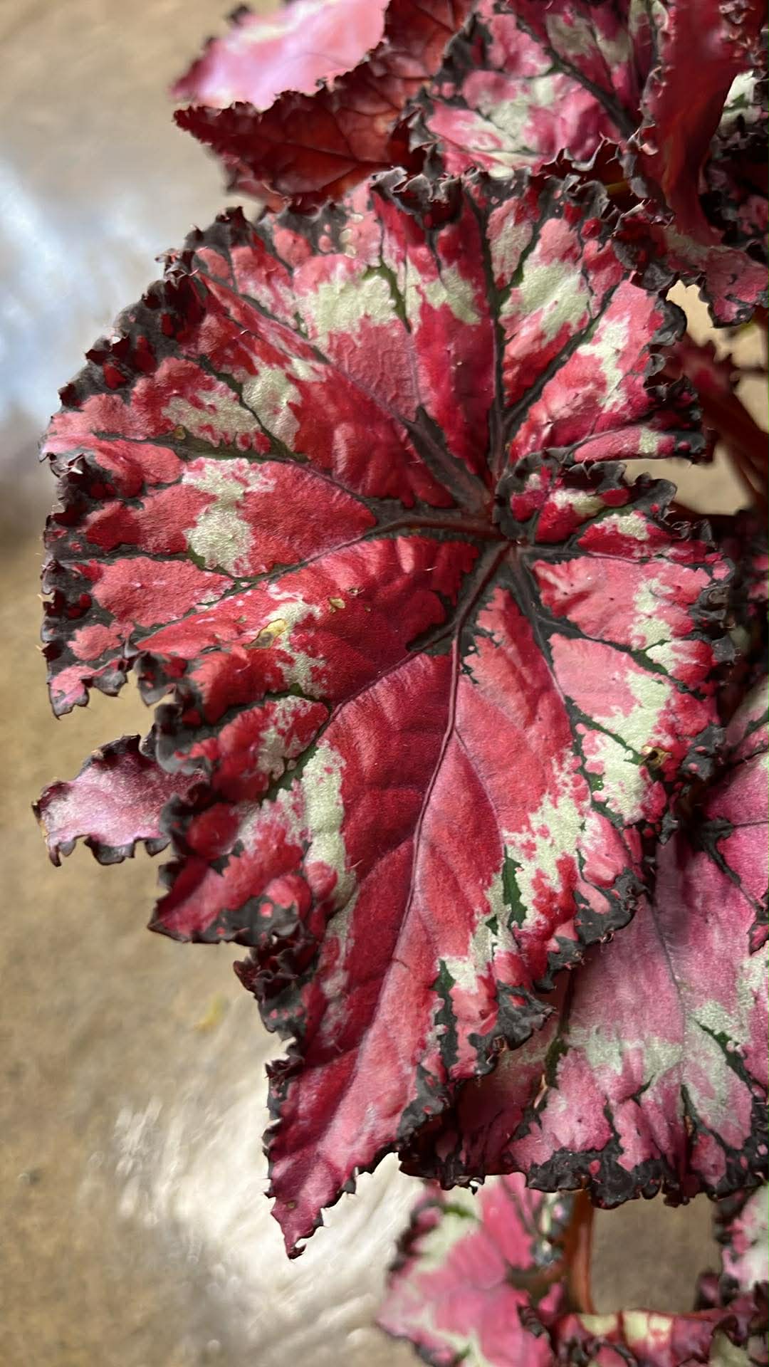Bégonia Harmony's Raspberry Beret