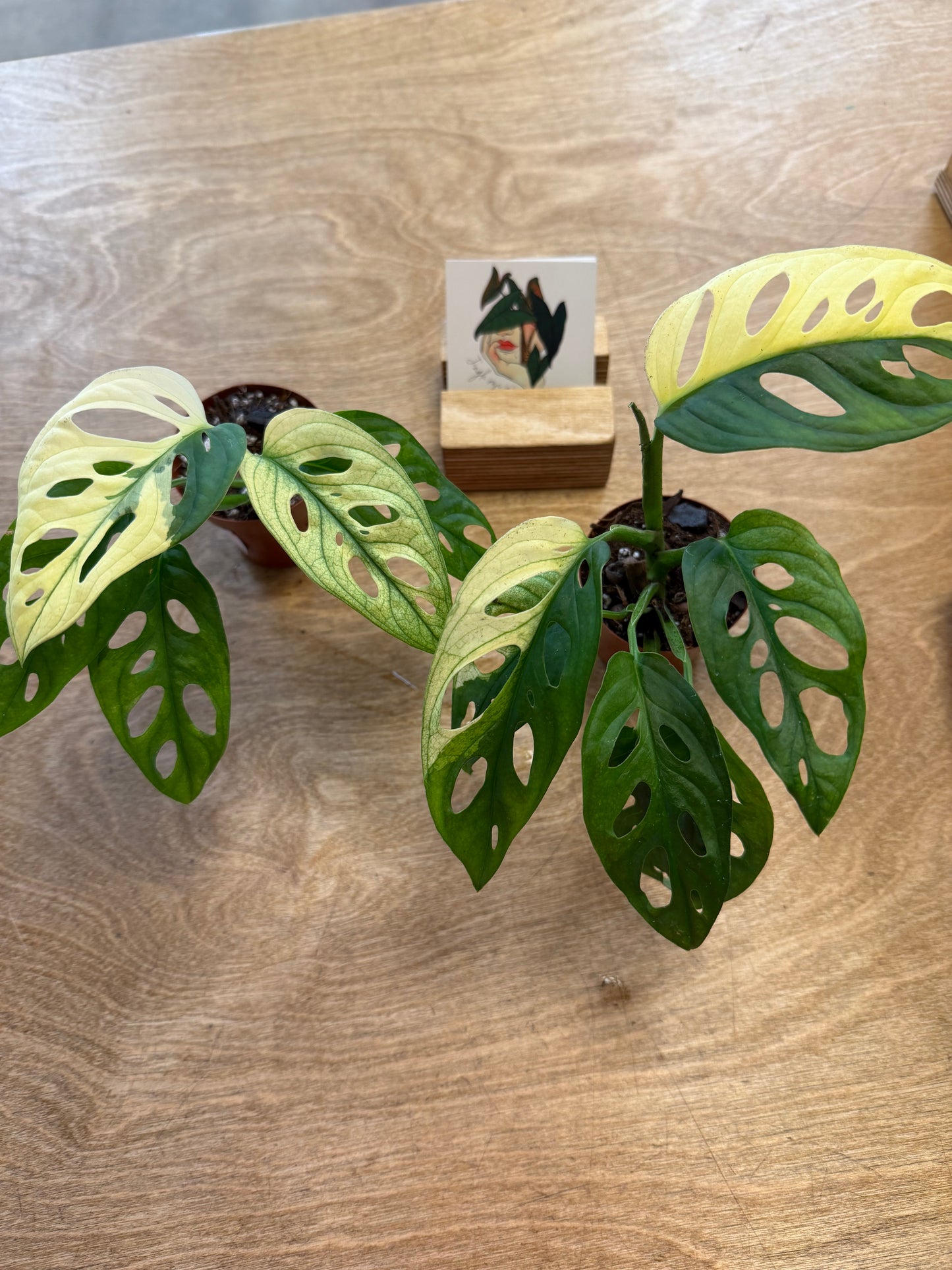Monstera Adansonii Variegated