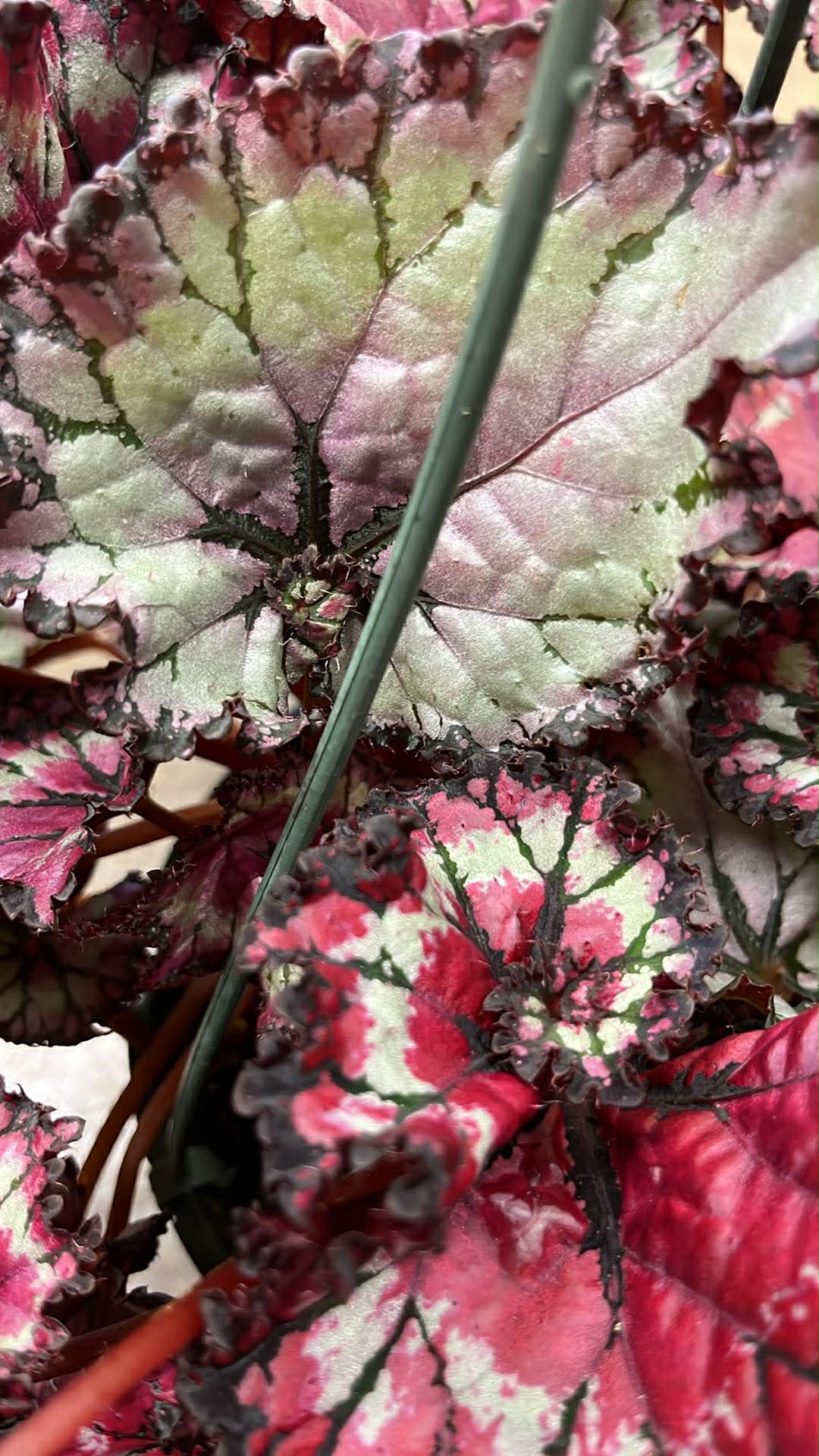 Bégonia Harmony's Raspberry Beret
