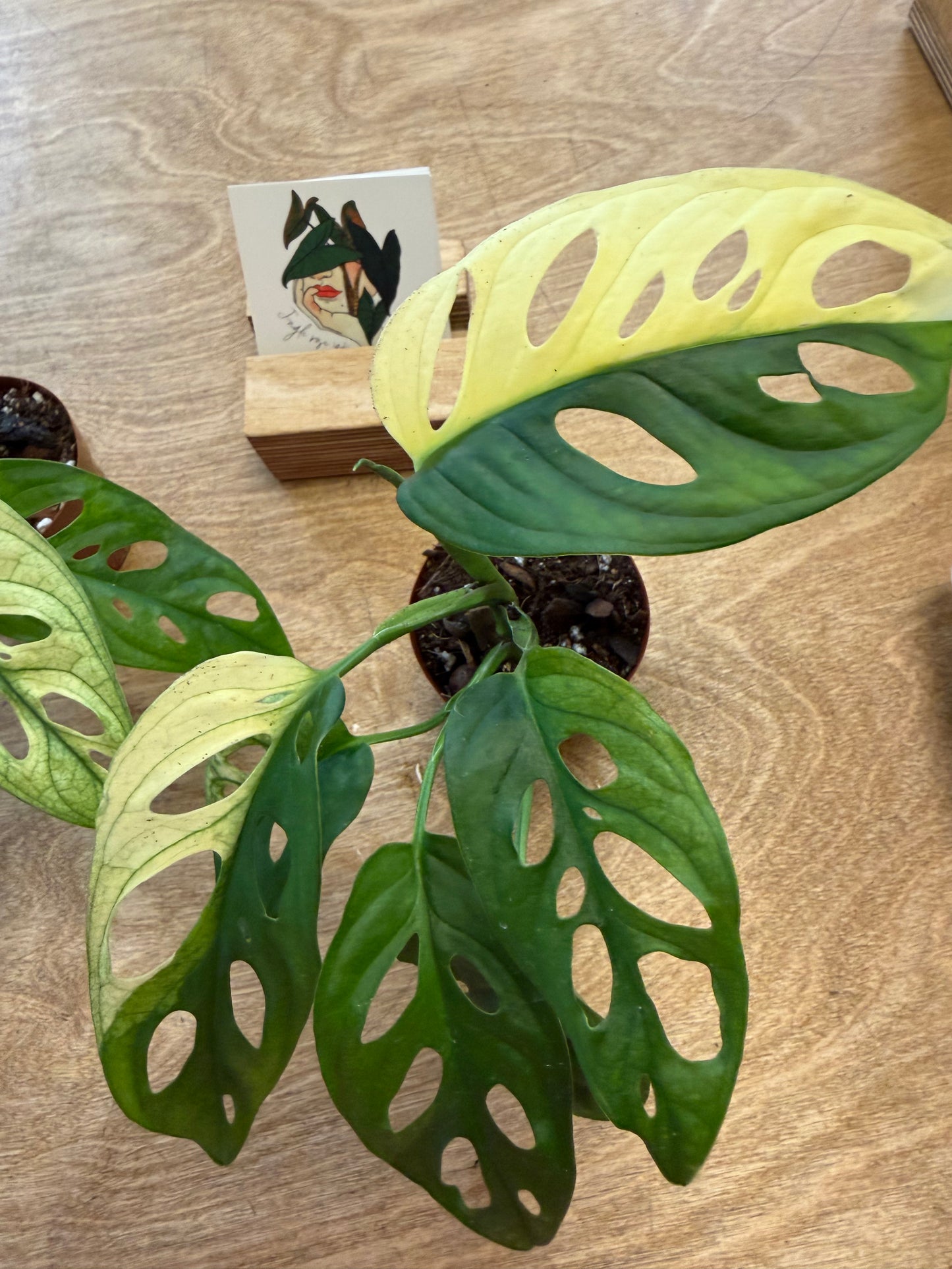Monstera Adansonii Variegated