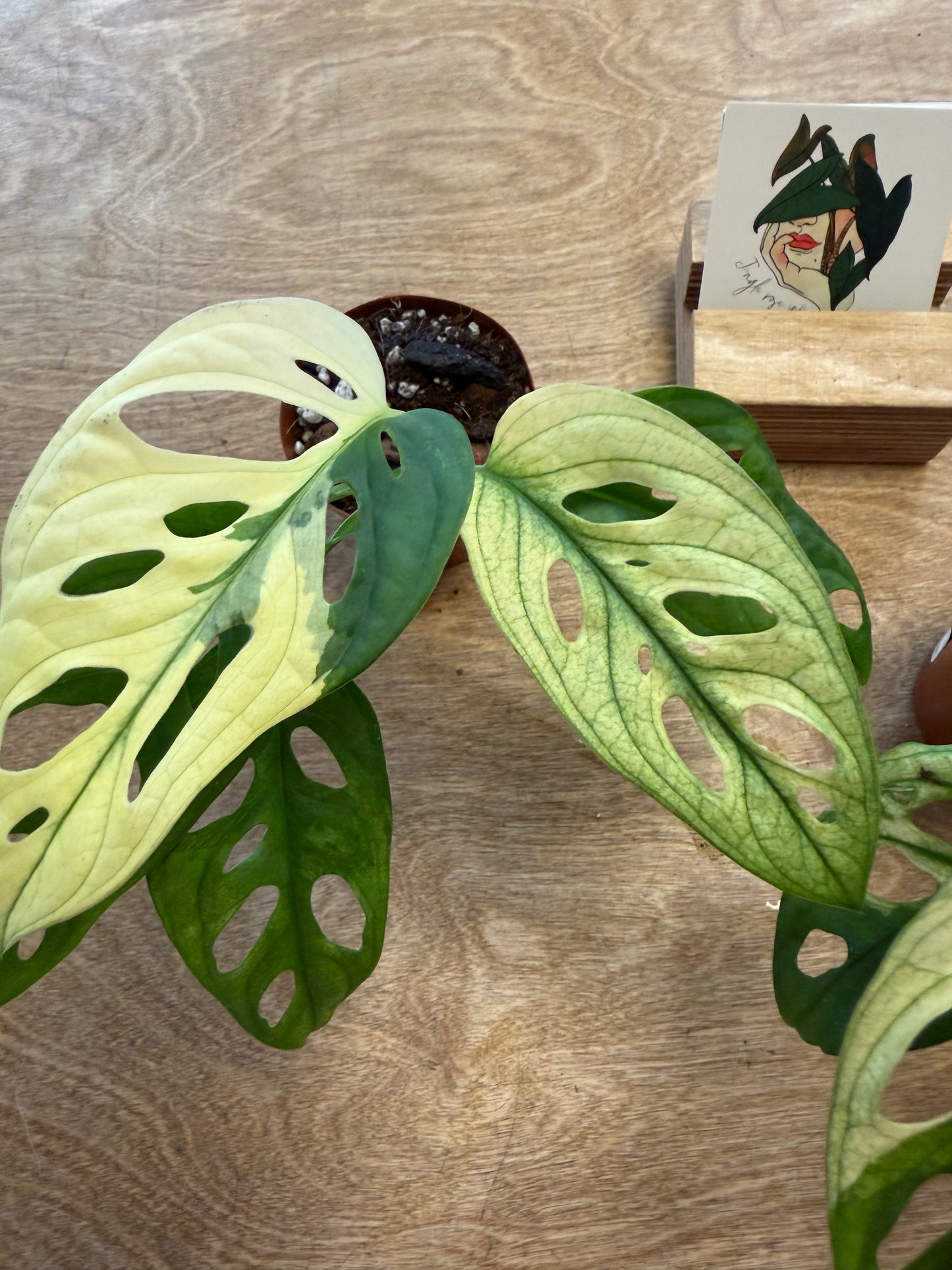 Monstera Adansonii Variegated