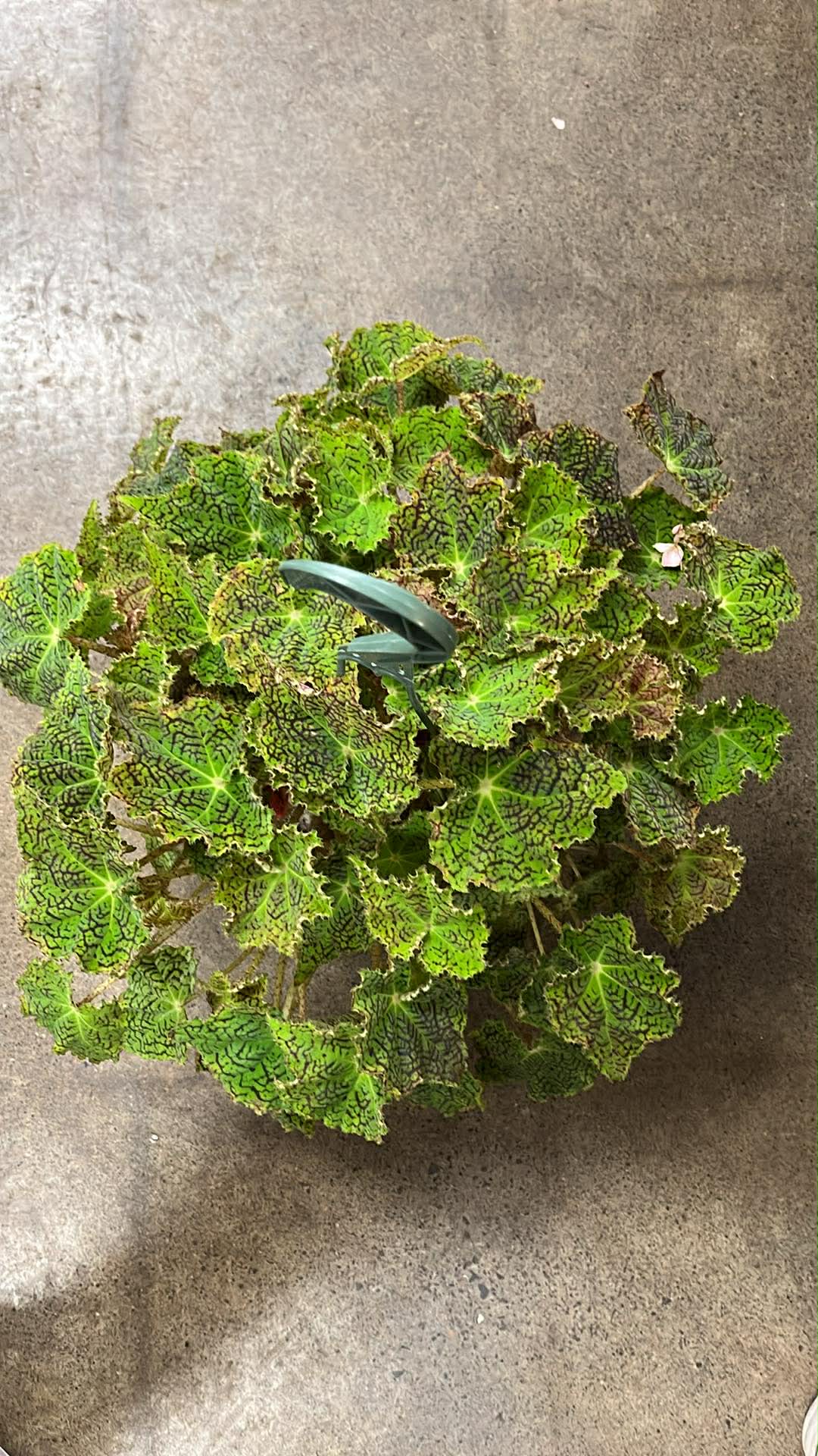 Bégonia Déco Checks