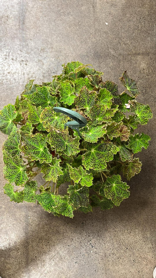 Bégonia Déco Checks