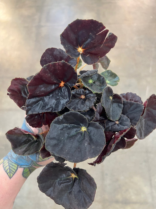 Begonia Foliage Rex