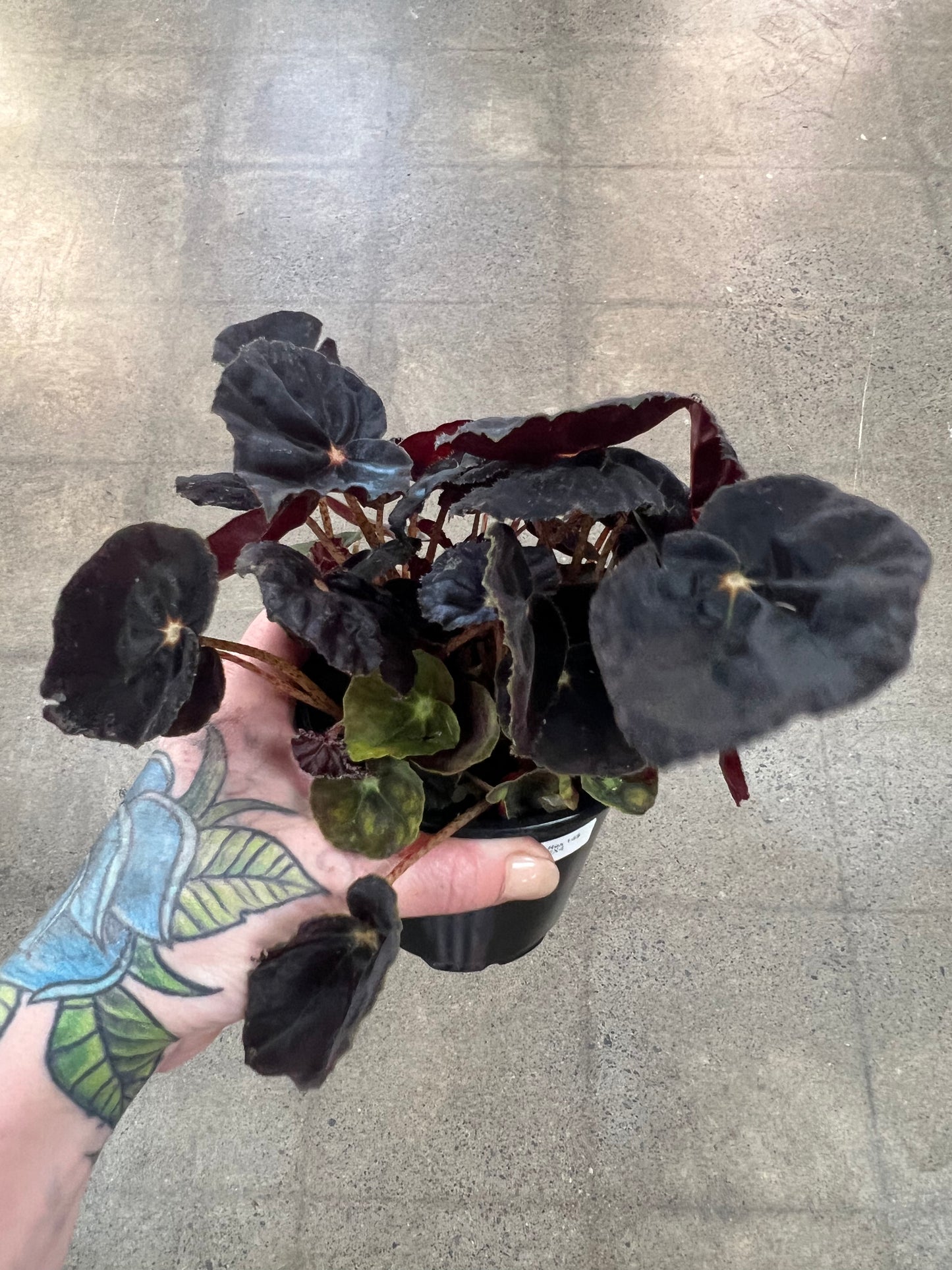 Begonia Foliage Rex