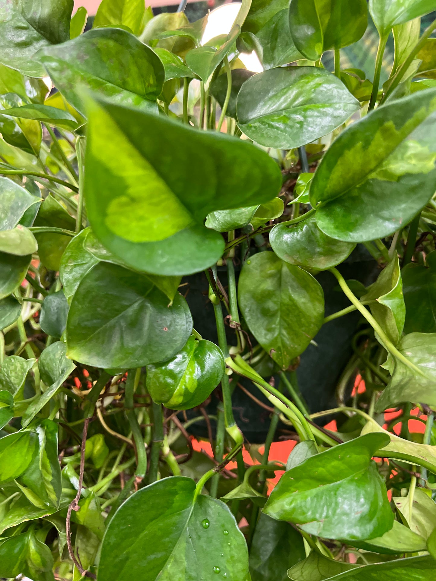 Pothos Camouflage – jungleroseinc