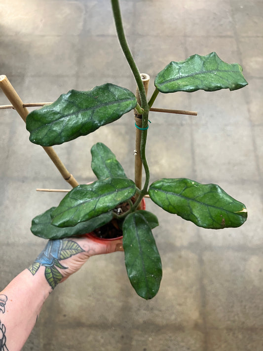 Hoya Globulosa