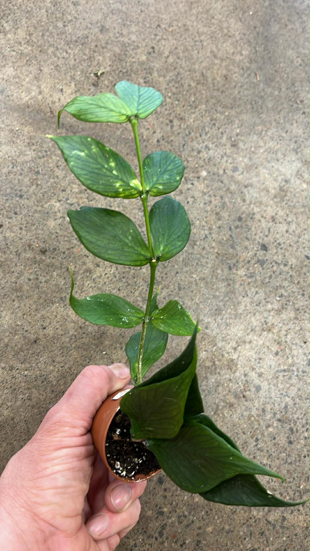 Hoya Polyneura
