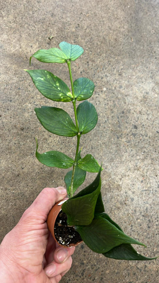 Hoya Polyneura