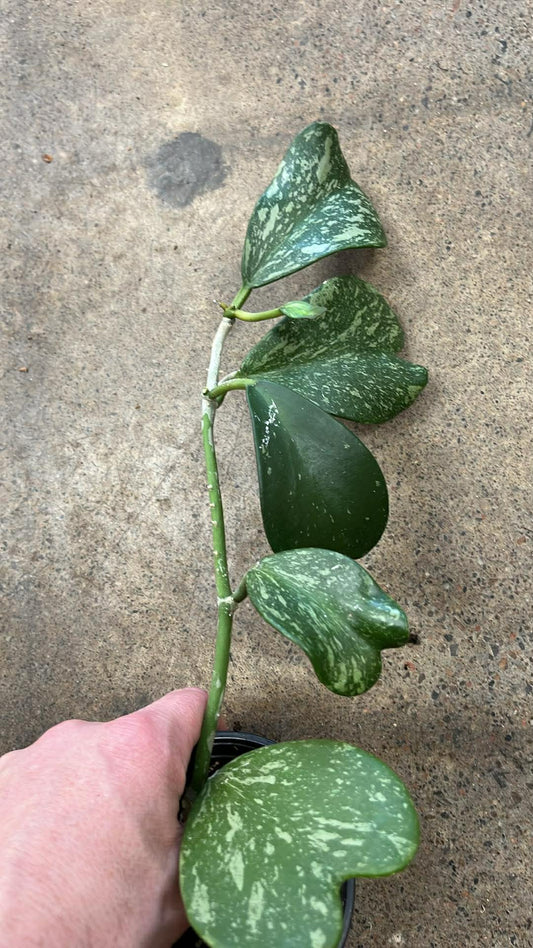 Hoya Kerri Splash
