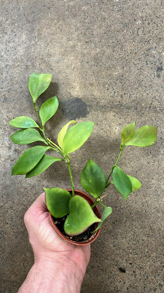 Hoya Pseudolittoralis