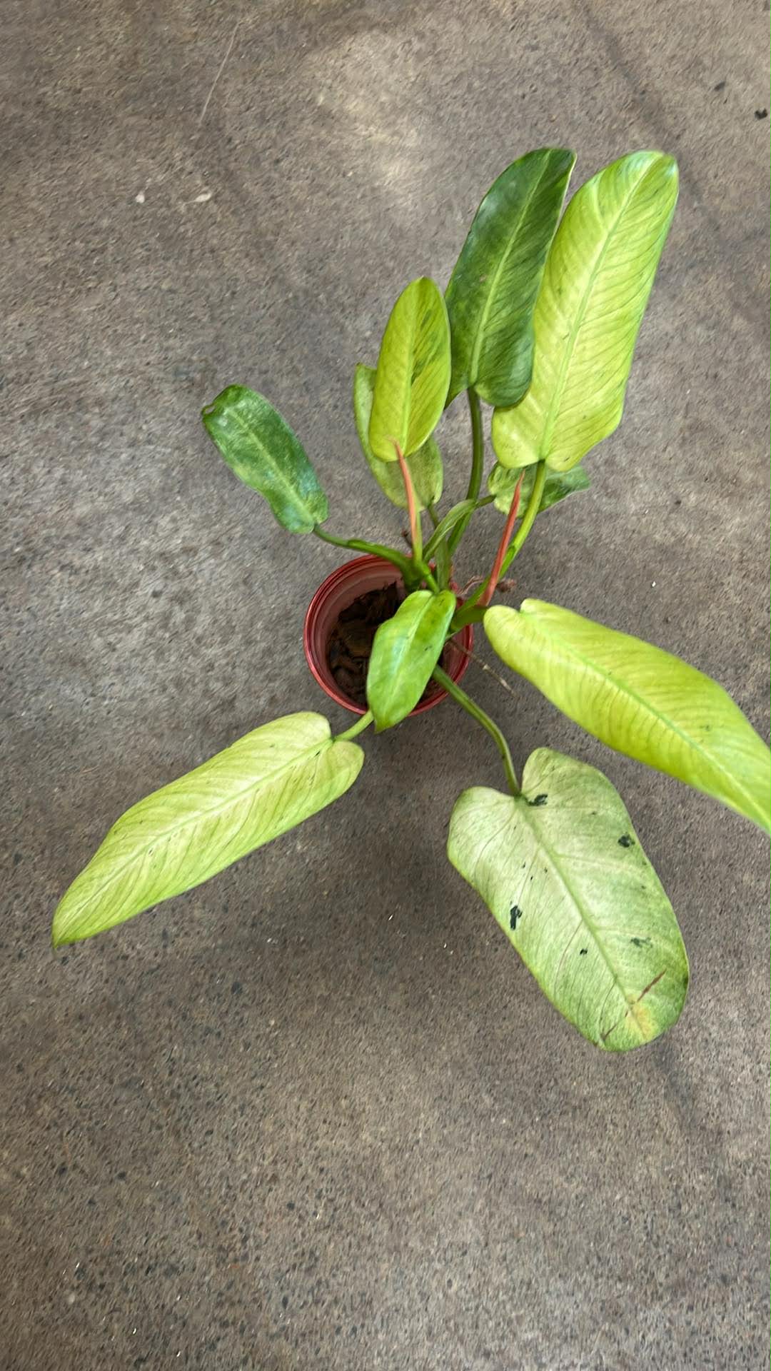 Philodendron Whipple Way