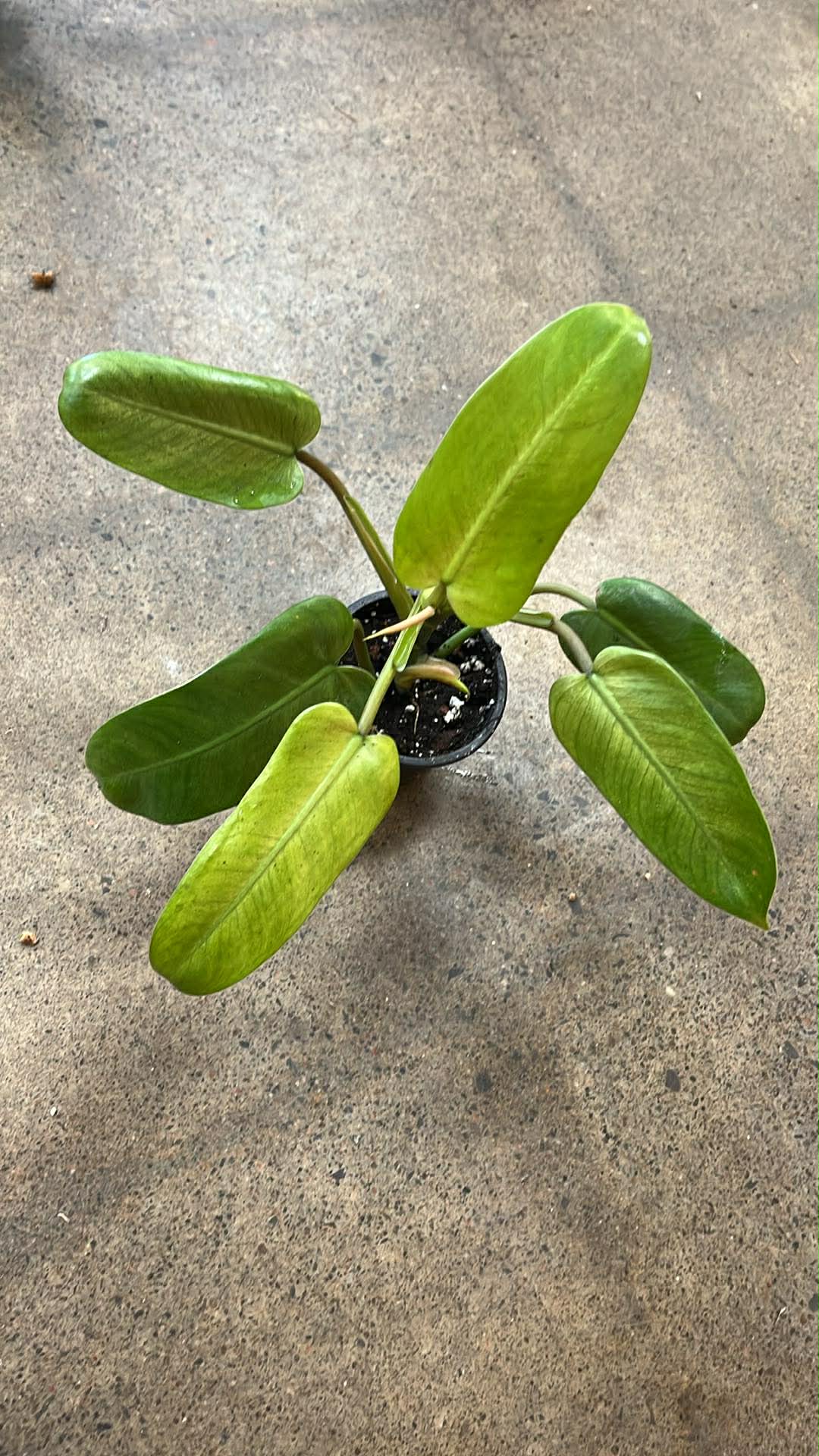 Philodendron Whipple Way