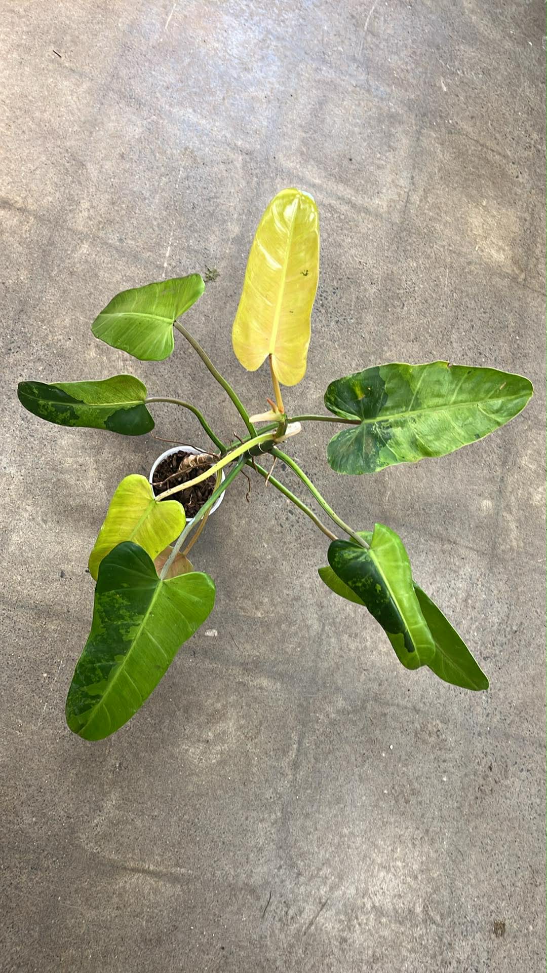 Philodendron Whipple Way