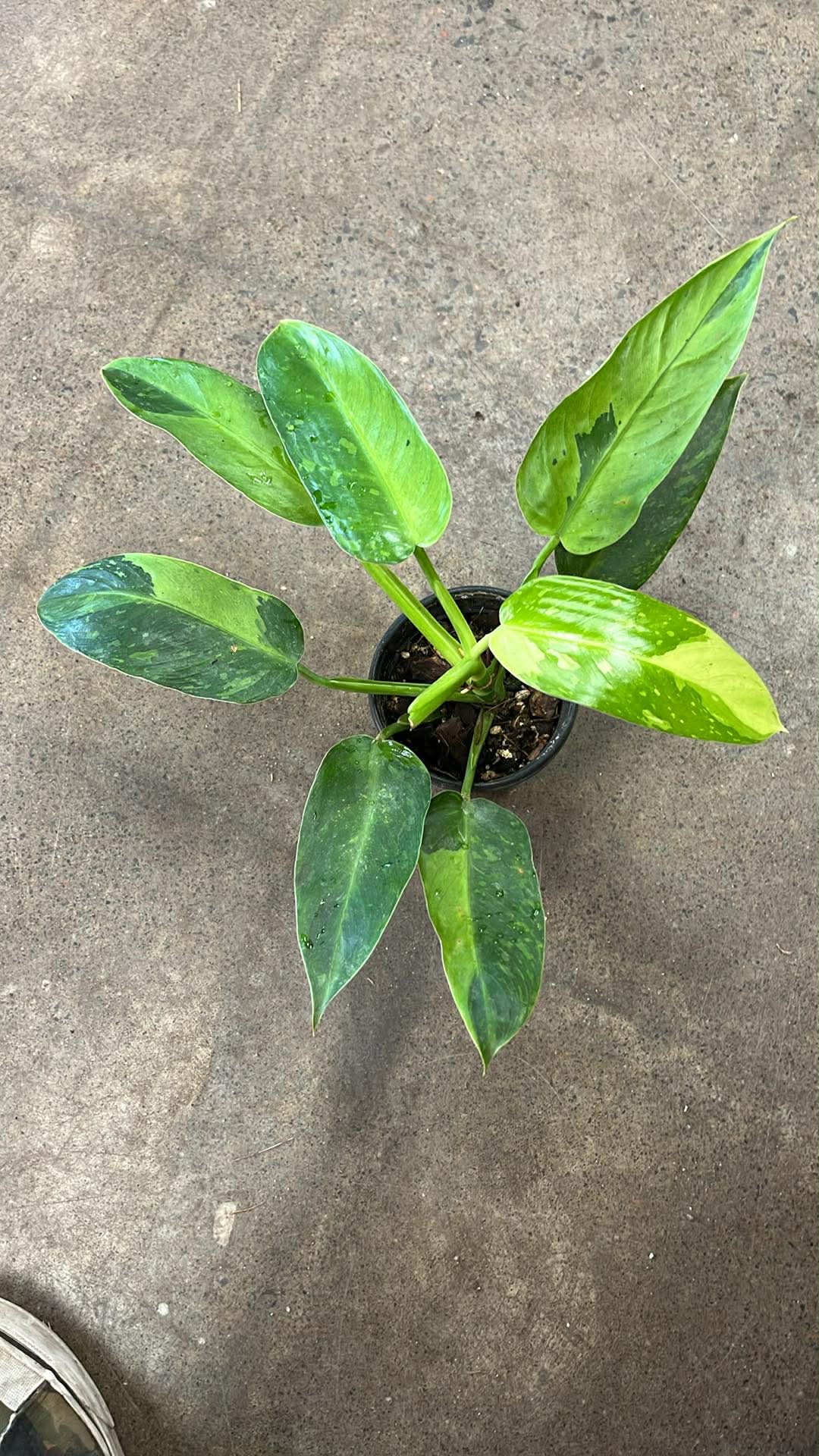 Philodendron Jose Bueno