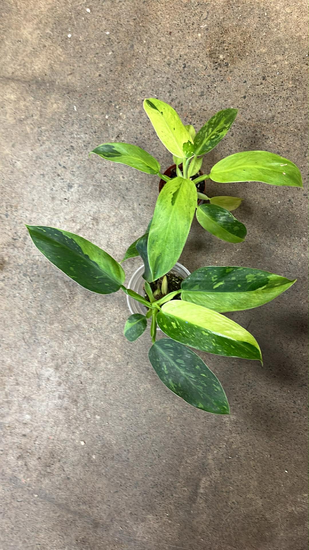 Philodendron Jose Bueno