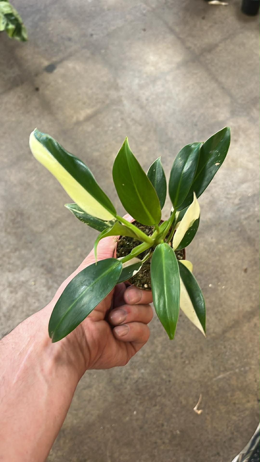 Philodendron Wend Imbe Variegated