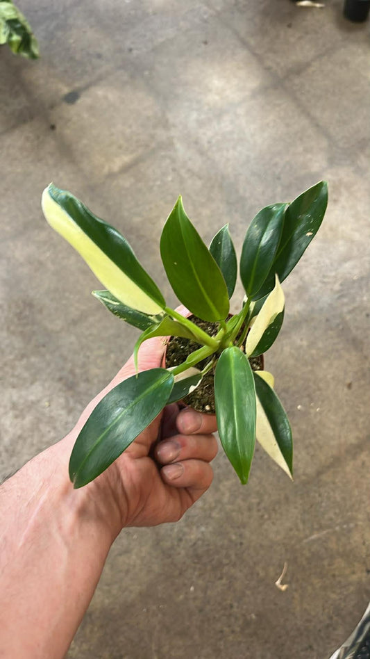 Philodendron Wend Imbe Variegated