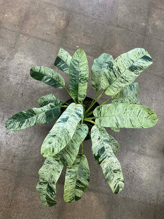 Epipremnum Giganteum Marble