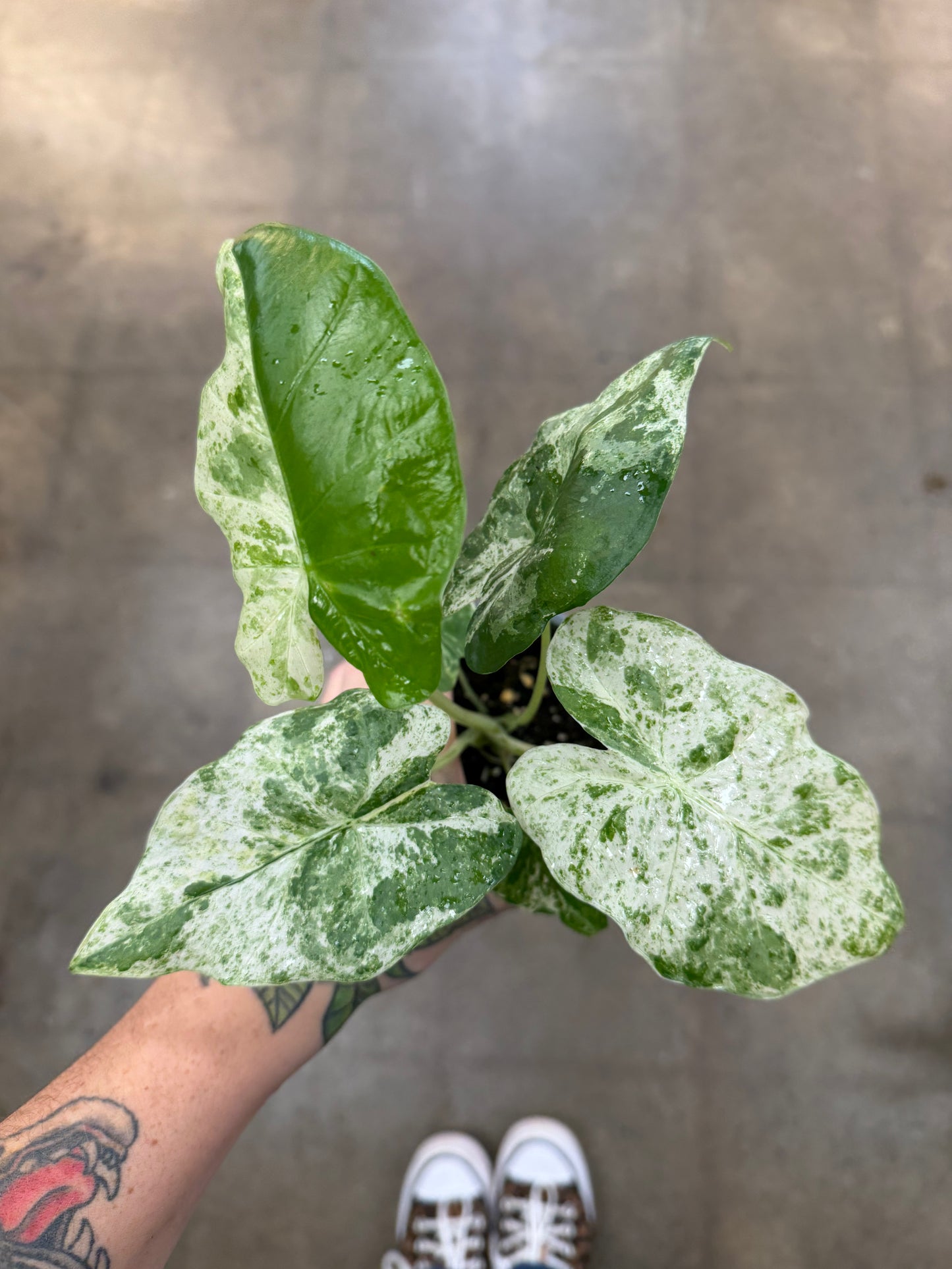 Alocasia Macrorrhiza Variegated