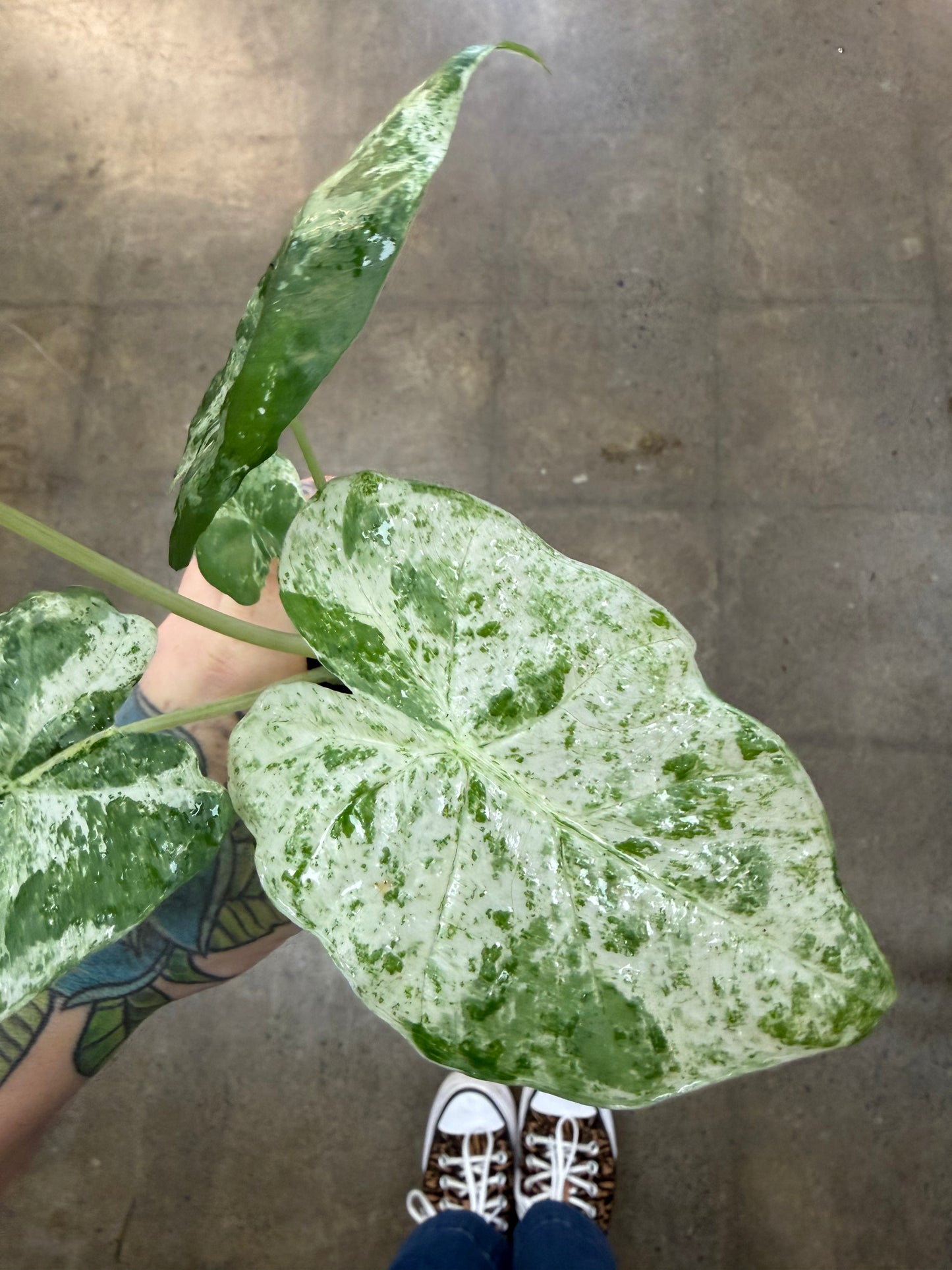Alocasia Macrorrhiza Variegated