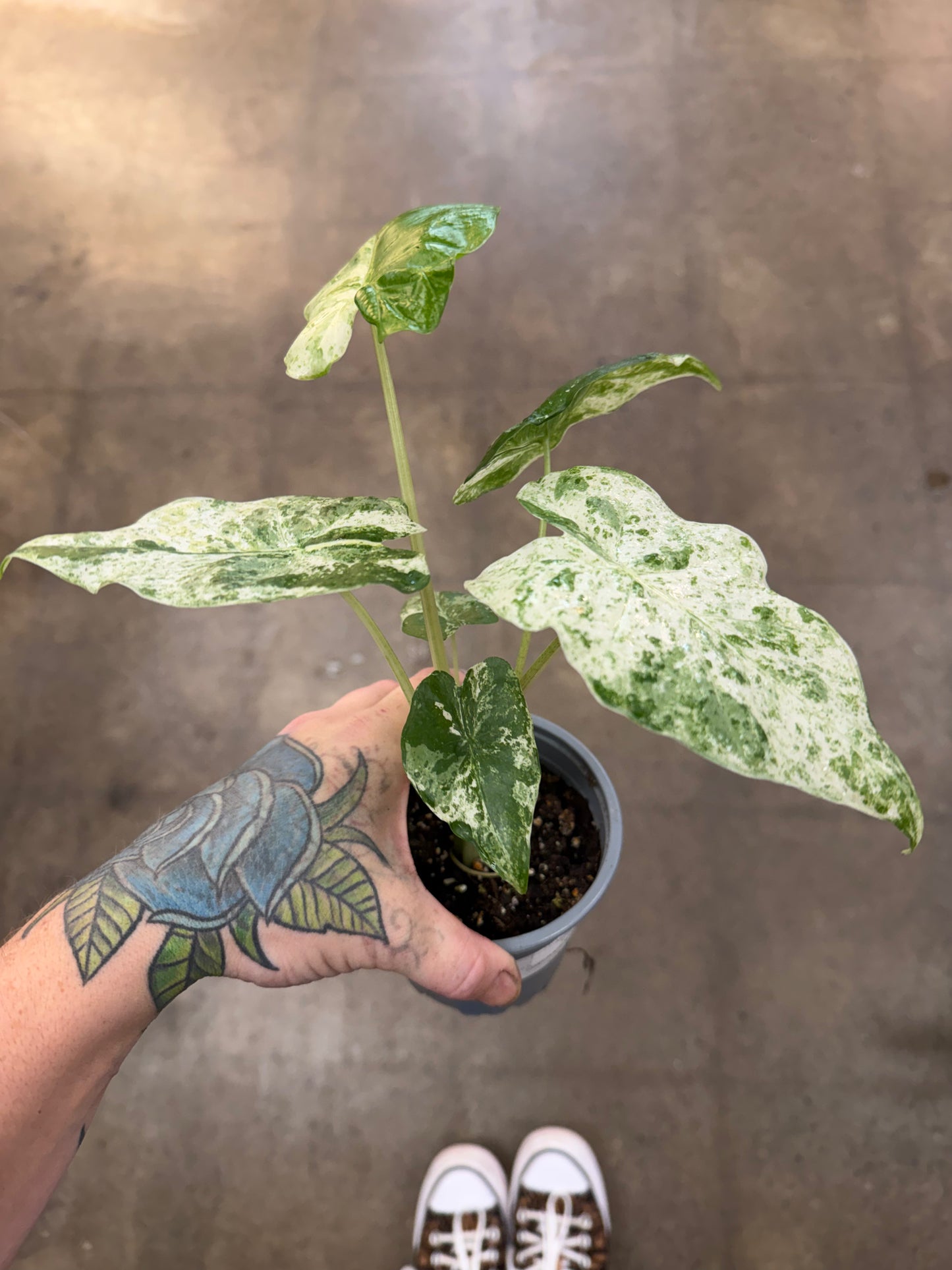 Alocasia Macrorrhiza Variegated